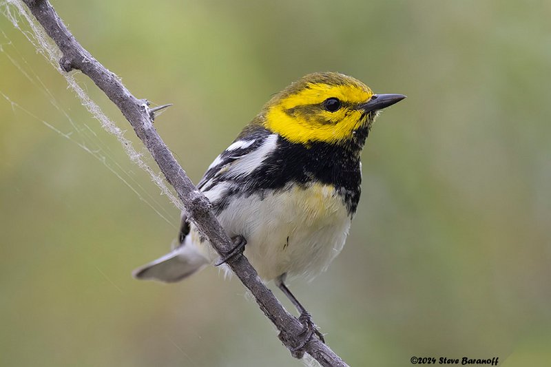 _B248690 black-throated green warbler.jpg